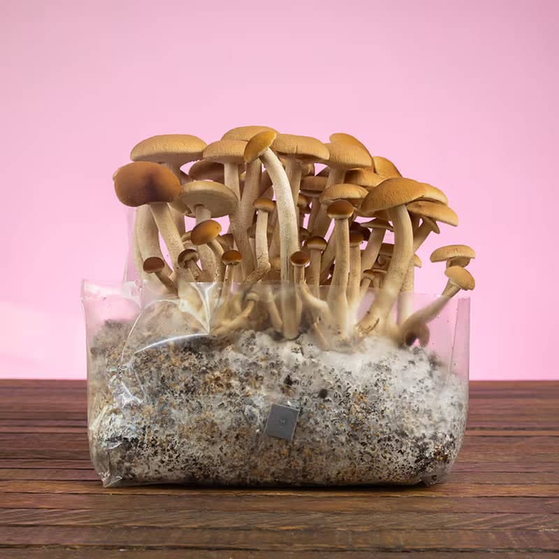 Magic Mushrooms For Sale